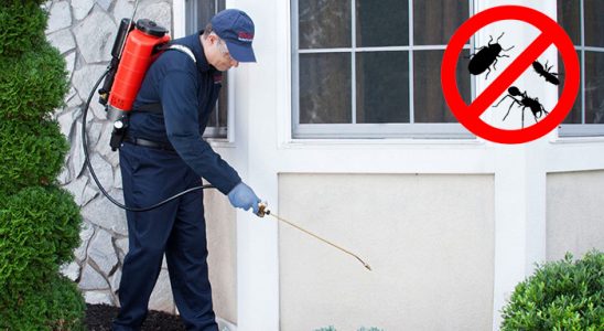 Pancar Tahtakurusu İlaçlama böcek ilaçlama ve haşere kontrolü — ilaclama-tr.com